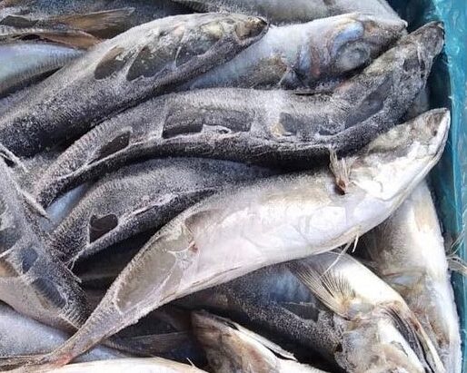 Fresh Fish (shawa) 1 Kilo