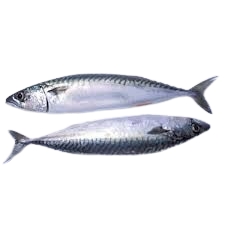 Fresh Fish (Titus) 1 Kilo