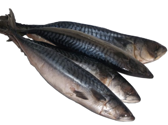 Fresh Fish (Titus) 1 Kilo